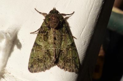 <i>Polyphaenis sericata</i>