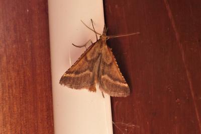 <i>Synaphe punctalis</i>