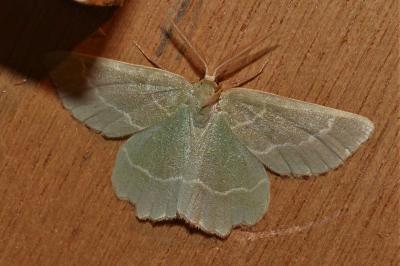 <i>Thalera fimbrialis</i>