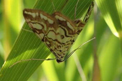 <i>Elophila nymphaeata</i>