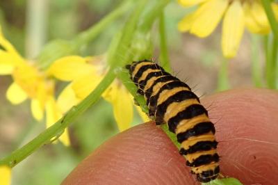 <i>Tyria jacobaeae</i>
