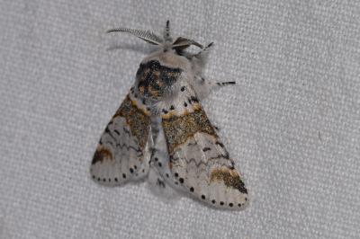 <i>Furcula furcula</i>