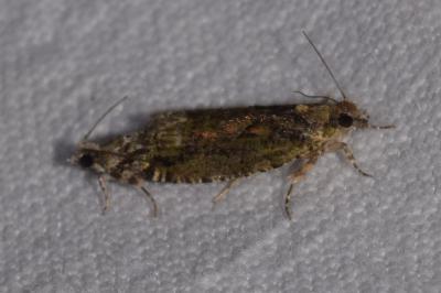 <i>Zeiraphera isertana</i>