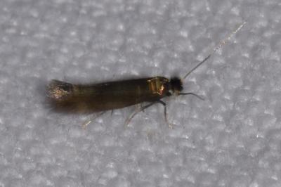 <i>Bucculatrix nigricomella</i>