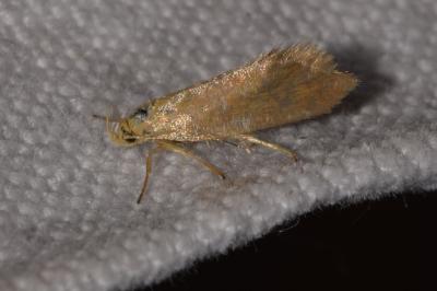 <i>Crassa tinctella</i>