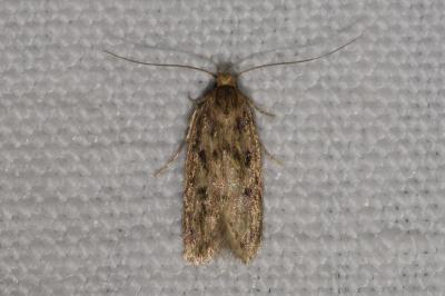 <i>Hofmannophila pseudospretella</i>