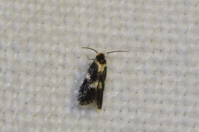 <i>Ectoedemia</i>