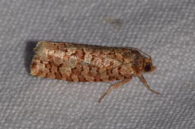 <i>Lozotaeniodes formosana</i>
