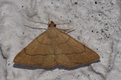 <i>Paracolax tristalis</i>