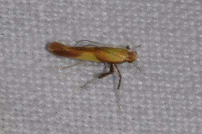 <i>Caloptilia robustella</i>