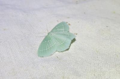 <i>Hemistola chrysoprasaria</i>