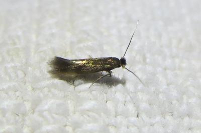 <i>Bucculatrix nigricomella</i>