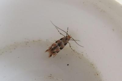 <i>Phyllonorycter trifasciella</i>