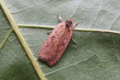 <i>Agonopterix scopariella</i>