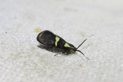 <i>Dasycera oliviella</i>