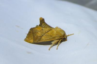 <i>Apoda limacodes</i>