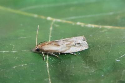 <i>Eucosma cana</i>