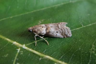 <i>Acrobasis consociella</i>