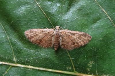 <i>Eupithecia inturbata</i>
