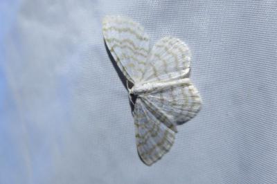 <i>Asthena albulata</i>