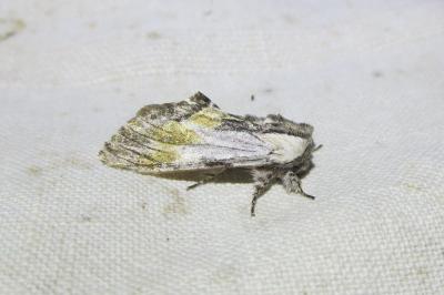 <i>Harpyia milhauseri</i>