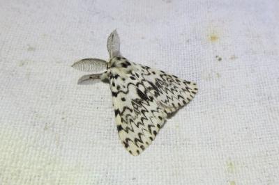 <i>Lymantria monacha</i>