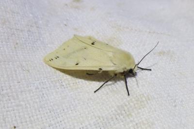 <i>Spilarctia lutea</i>
