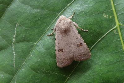 <i>Caradrina kadenii</i>