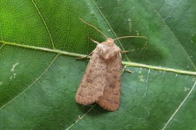<i>Hoplodrina octogenaria</i>