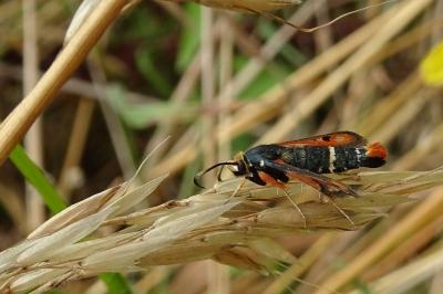 <i>Pyropteron chrysidiforme</i>
