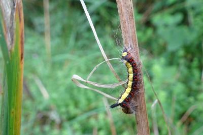 <i>Acronicta psi</i>