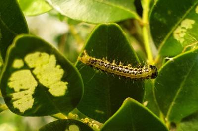 <i>Cydalima perspectalis</i>