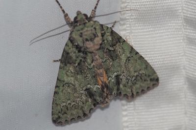 <i>Polyphaenis sericata</i>