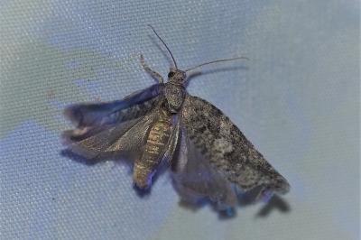 <i>Cnephasia</i>