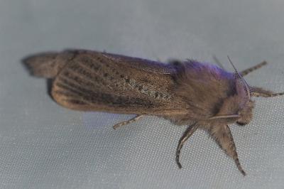<i>Phragmataecia castaneae</i>