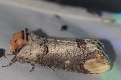 <i>Phalera bucephala</i>