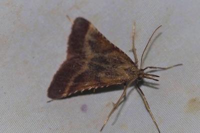<i>Synaphe punctalis</i>