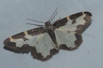 <i>Lomaspilis marginata</i>