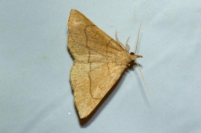 <i>Paracolax tristalis</i>