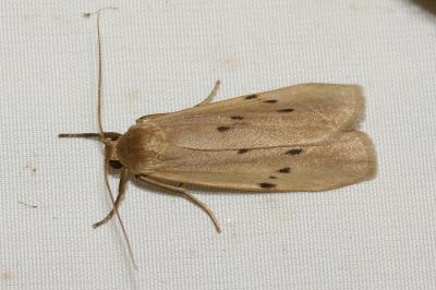 <i>Pelosia muscerda</i>