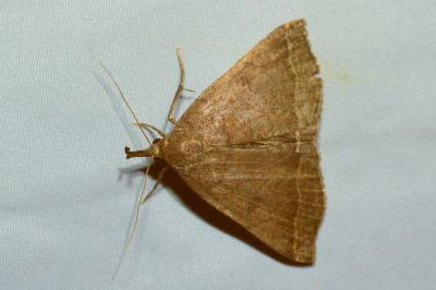<i>Polypogon plumigeralis</i>