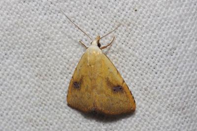 <i>Rivula sericealis</i>