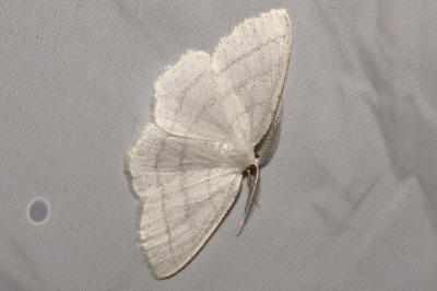 <i>Cabera pusaria</i>