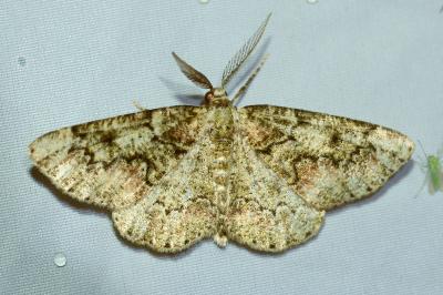 <i>Cleorodes lichenaria</i>