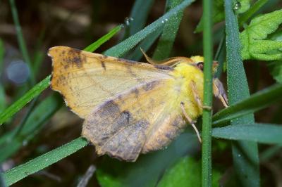 <i>Ennomos alniaria</i>