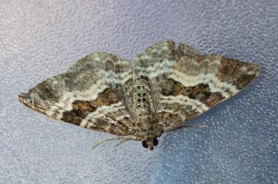 <i>Epirrhoe alternata</i>