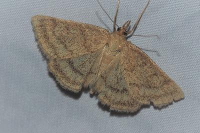<i>Psammotis pulveralis</i>