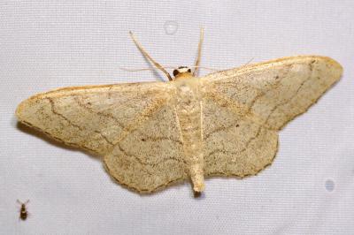 <i>Idaea aversata</i>