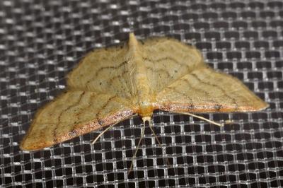 <i>Idaea fuscovenosa</i>