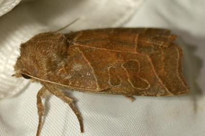 <i>Ipimorpha retusa</i>